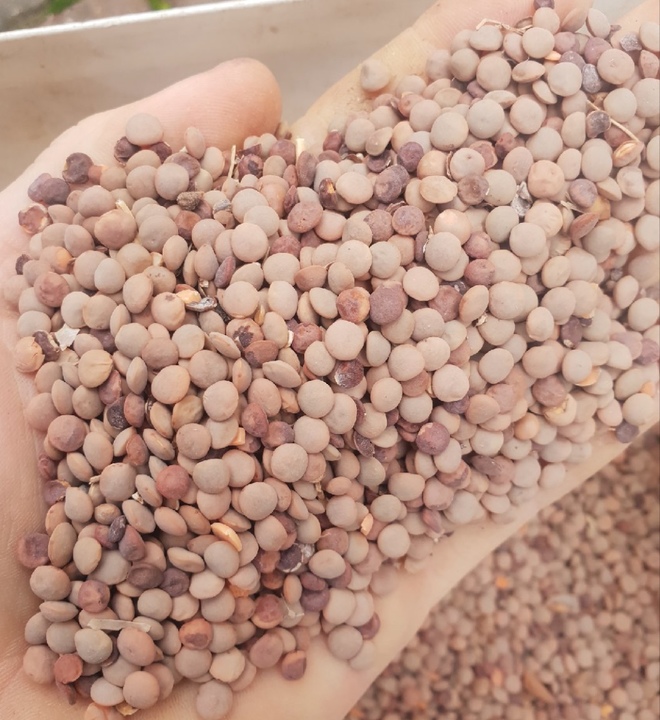 Lentils Great Feed Quality Grain & Seed Lentils For Sale